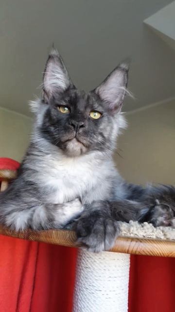 котёнок мейн кун из питомника Страна Гулливеров, gulliver-coon.ru смотреть онлайн