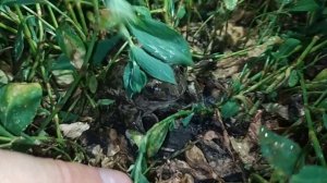 Как кричит ночная жаба (how the night toad screams, 夜蟾蜍如何尖叫, كيف يصرخ علجوم الليل)
