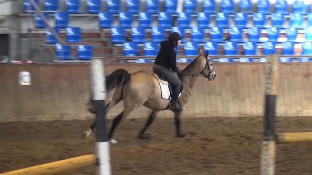 АХАЛТЕКИНСКИЙ ЖЕРЕБЕЦ БАЯР-ШАХ `2019