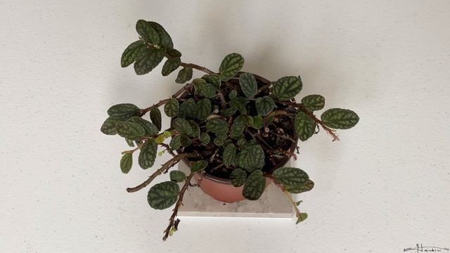 Pellionia Pulchra Profile, Care, Propagation