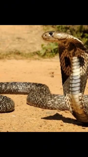 Филиппинская Кобра - Одна из САМЫХ ЯДОВИТЫХ ЗМЕЙ НА ПЛАНЕТЕ. смотреть онлайн