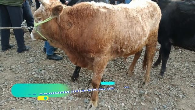 мол бозори чузи шахринав буқачаи майда гови сиёҳало бугоз 06.12.2019