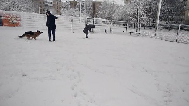 Гуляем с Чинарой и Лизой ,Сириус с нами смотреть онлайн