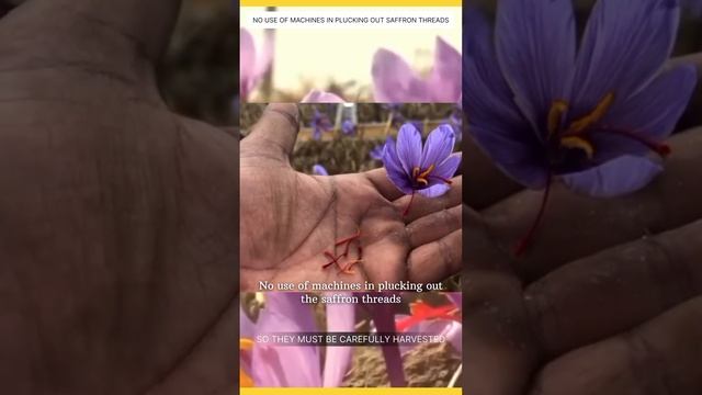 Why is Saffron so expensive spice ? | Md Rashid Ahmad смотреть онлайн