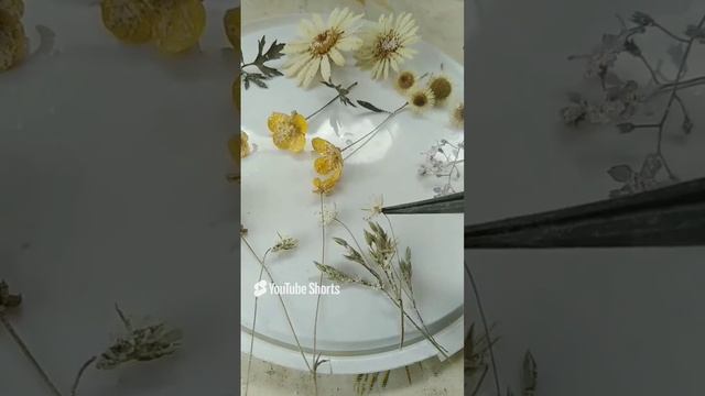 Первые сухоцветы!