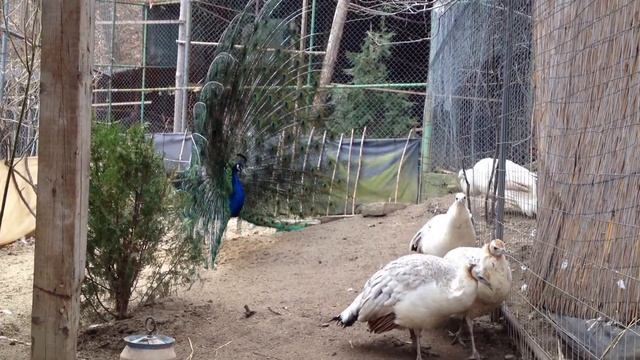 Peacocks / Пауни смотреть онлайн