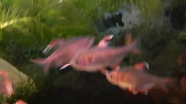 2020. Bystrzyk ozdobny (Hyphessobrycon bentosi), odm. "White fin". Ornate Tetra, var. White Fin смотреть онлайн