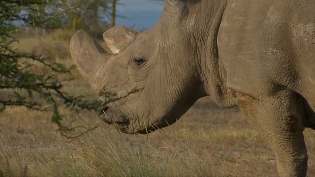 WEB EXTRA: World's Last Male Northern White Rhino Dies смотреть онлайн