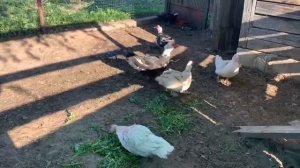 Индоутки или ещё одно название Шипуны