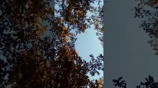 Прогулка по дубовой роще. Горячий Ключ, 26 октября 2020 смотреть онлайн