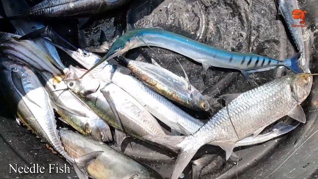 Catching Tarpon Fish, Horse Mackerel Fish & Needle Fish in the Sea смотреть онлайн