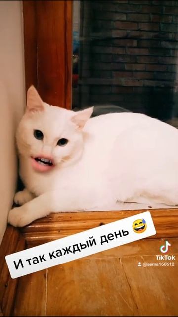 Кот Сёма ❤️смешные видио про кота, юмор смотреть онлайн