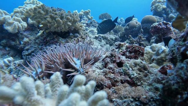 Amazing Barracuda & Turtle Encounter in Jeddah / Red Sea / KSA on 5 July 2024 смотреть онлайн