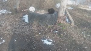 Две кошки белая и чёрная , греются на покрышке от  Т-150
