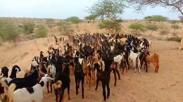 Tharparkar After Rain смотреть онлайн