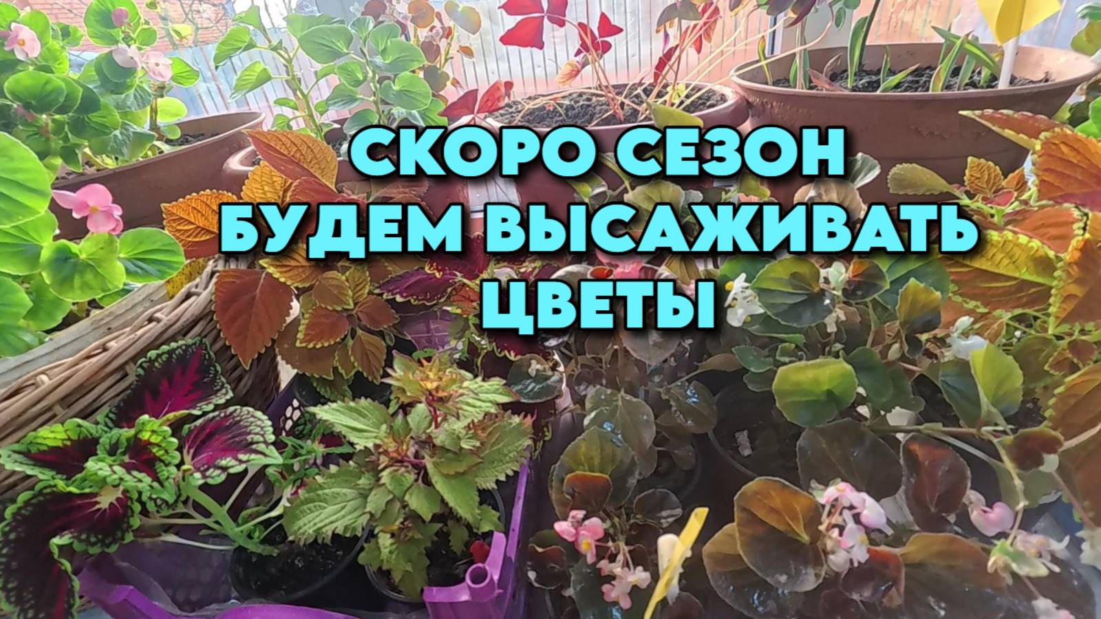836 Жизнь семьи после переезда на юг/Интересное из нашей жизни/Пикировка рассады смотреть онлайн