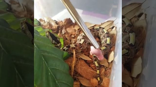 Bitis nasicornis feeding (Benin Rhino Viper) смотреть онлайн