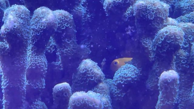 Gobiodon Okinawae two in the aquarium inseparable смотреть онлайн