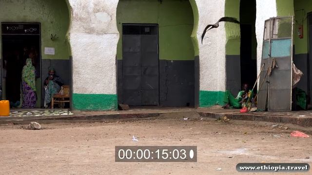 Ethiopia - Harar Kite feeding смотреть онлайн