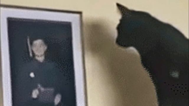 Cat Keeps Staring At Photo, Mom Sets Up Camera смотреть онлайн