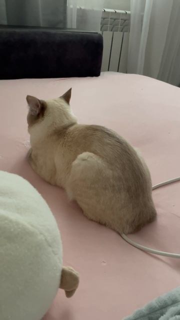 Когда Котя на тебя обиделась🙄 причину обиды пишите в комментарии #catshorts #cats #catsofyoutube смотреть онлайн