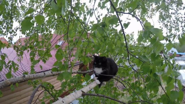 Дневник кошечки Пуси. У пчеловода вылетел рой