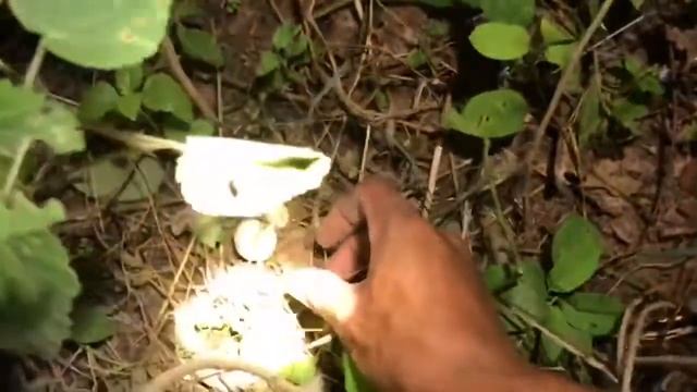Big leg termite mushroom picking, beautiful Takai mushroom in natural forest. смотреть онлайн