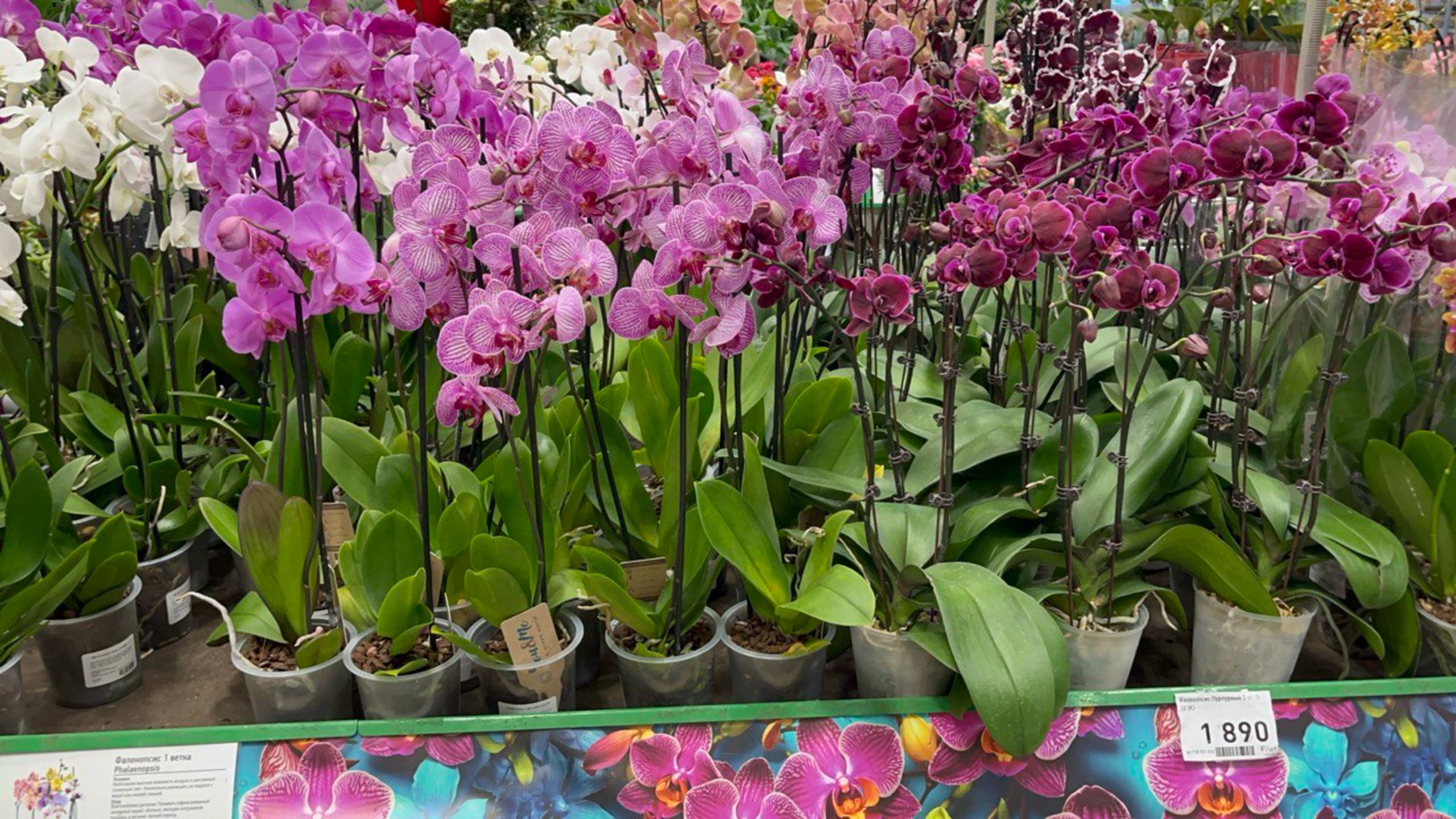 🌸 Обзор Шоу орхидей в Бауцентр Краснодар! 🌸 смотреть онлайн