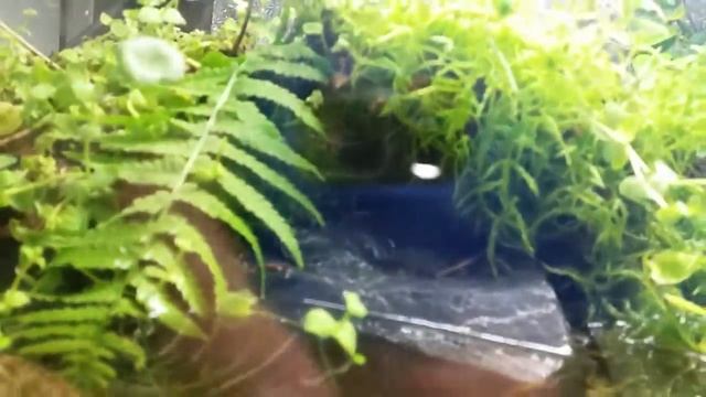 Japan Herping Channel Summer Contest Entry 2015 смотреть онлайн