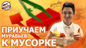 ПРИУЧАЕМ МУРАВЬЕВ К МУСОРКЕ