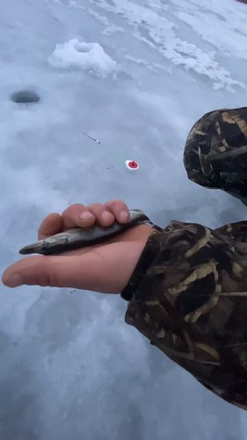 Трофейная щука 2025 года! #щука #рыбалка #fishing смотреть онлайн