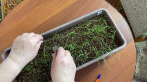 Всходы луков Эксибишен с двух посевов, с интервалом в 8 дней.