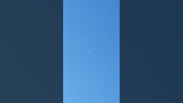 Николаевские голуби Воронежская область