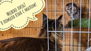 Почему совам нельзя общаться с кошками? И другим птицам тоже! Сыч Чучундрий об этом знает