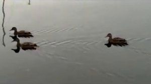 Саида Мухаметзянова Идел бит ул...