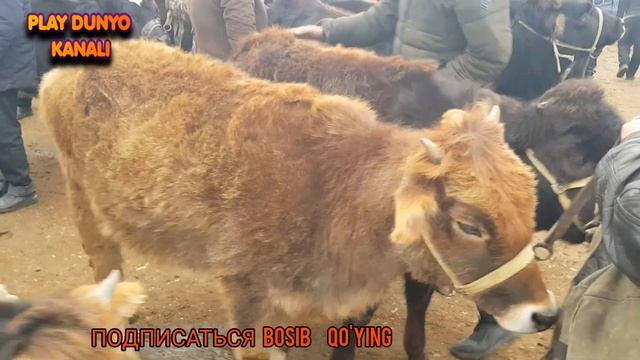 MOL BOZOR 30 Millionli gigant buqa #O'zbekiston #Namangan #Kosonsoy mol bozori #PLAY DUNYO смотреть онлайн