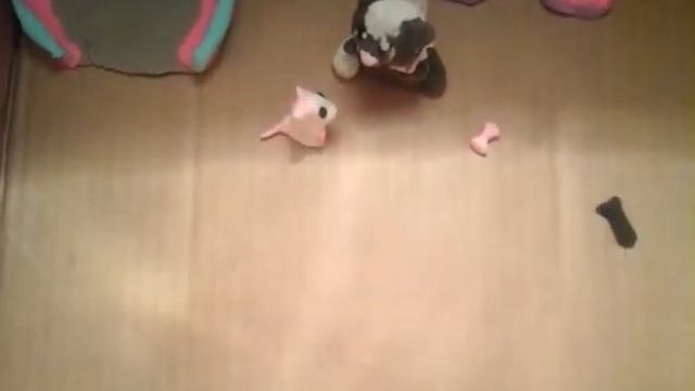 1   часть   котика  Пончика