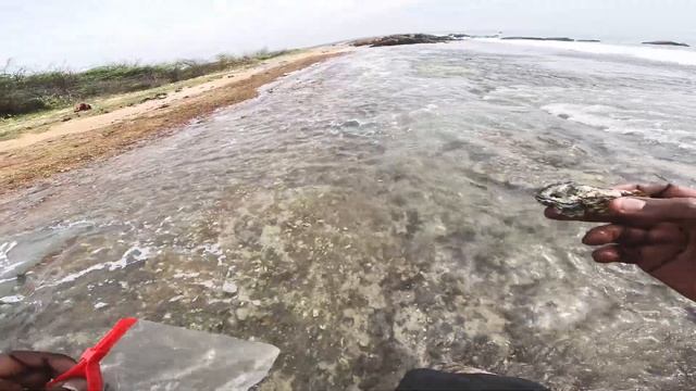 70 பேரை கொல்லும் சங்கா🐚 I Survived the Beach Eating Strange Sea Creatures