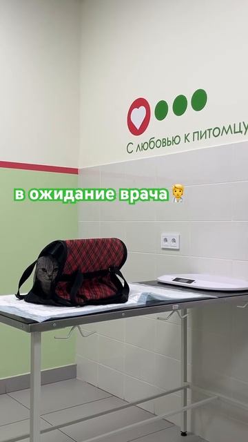 Кошечка Еся, впервые приехала из деревни и сразу в клинику. Проф осмотр. смотреть онлайн