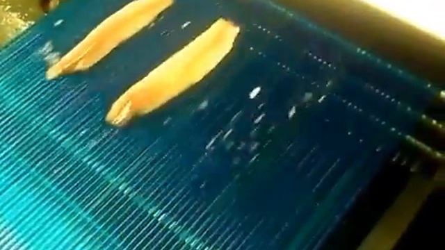 Шкуросъемная машина Nock TFE 350 Рыба