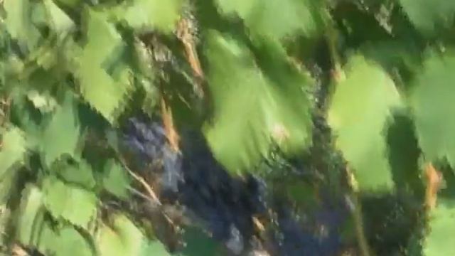 mavr смотреть онлайн