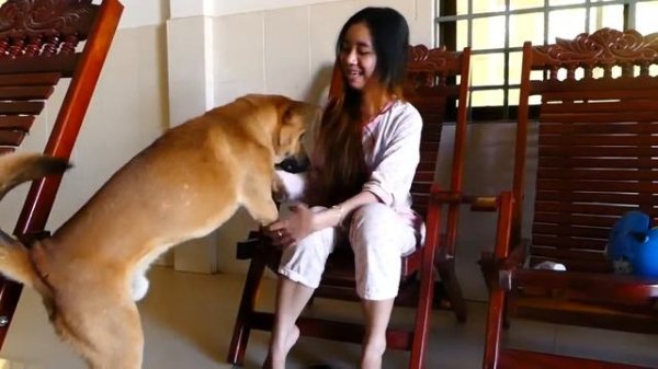Girl And Dog Happily Meeting At Home, Kind Girl Feed Her Smart Dog With Special Food