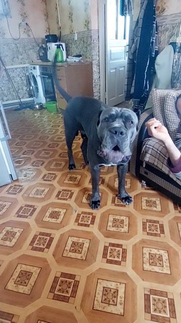 невероятно.говорящая собака смотреть онлайн