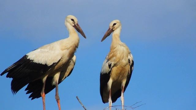 Аисты в Августе 2021
