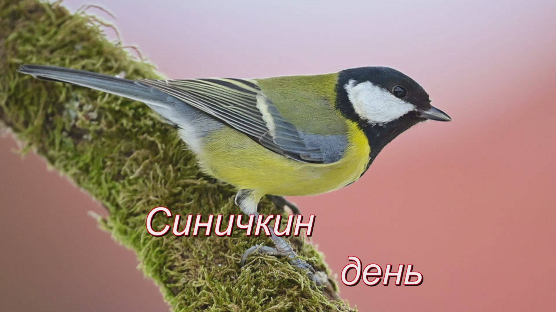 Синичкин день смотреть онлайн