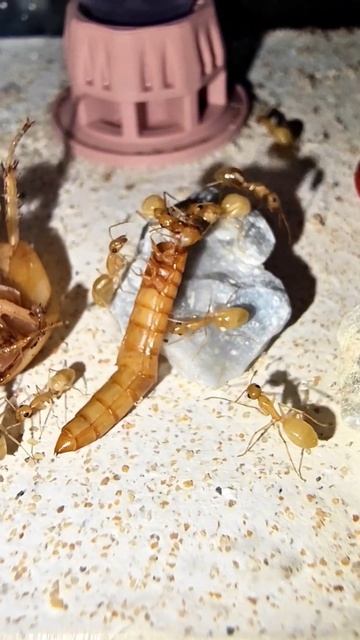 💥Se ponen las botas #camponotus #fedtschenkoi 💥#viral #viralvideo #hormigas #love #viralshort #ant смотреть онлайн
