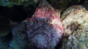 рыба-камень Бородавчатка stonefish Synanceia verrucosa
