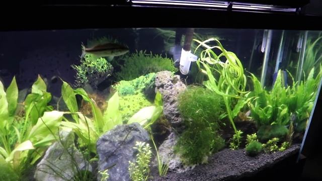 Pet Bass Feeding Experiment (Goldfish) смотреть онлайн