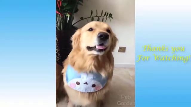 Забавные животные Funniest Animals №11 смотреть онлайн
