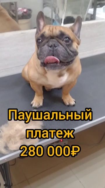 ГАВ-МЯУ #бизнес #открой #франшиза #паушальныйвзнос смотреть онлайн